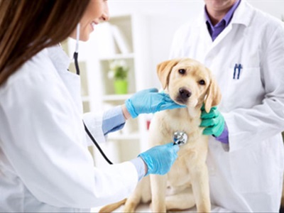 Veterinary clinics